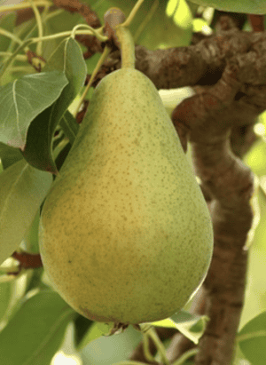 Shenandoah Pear